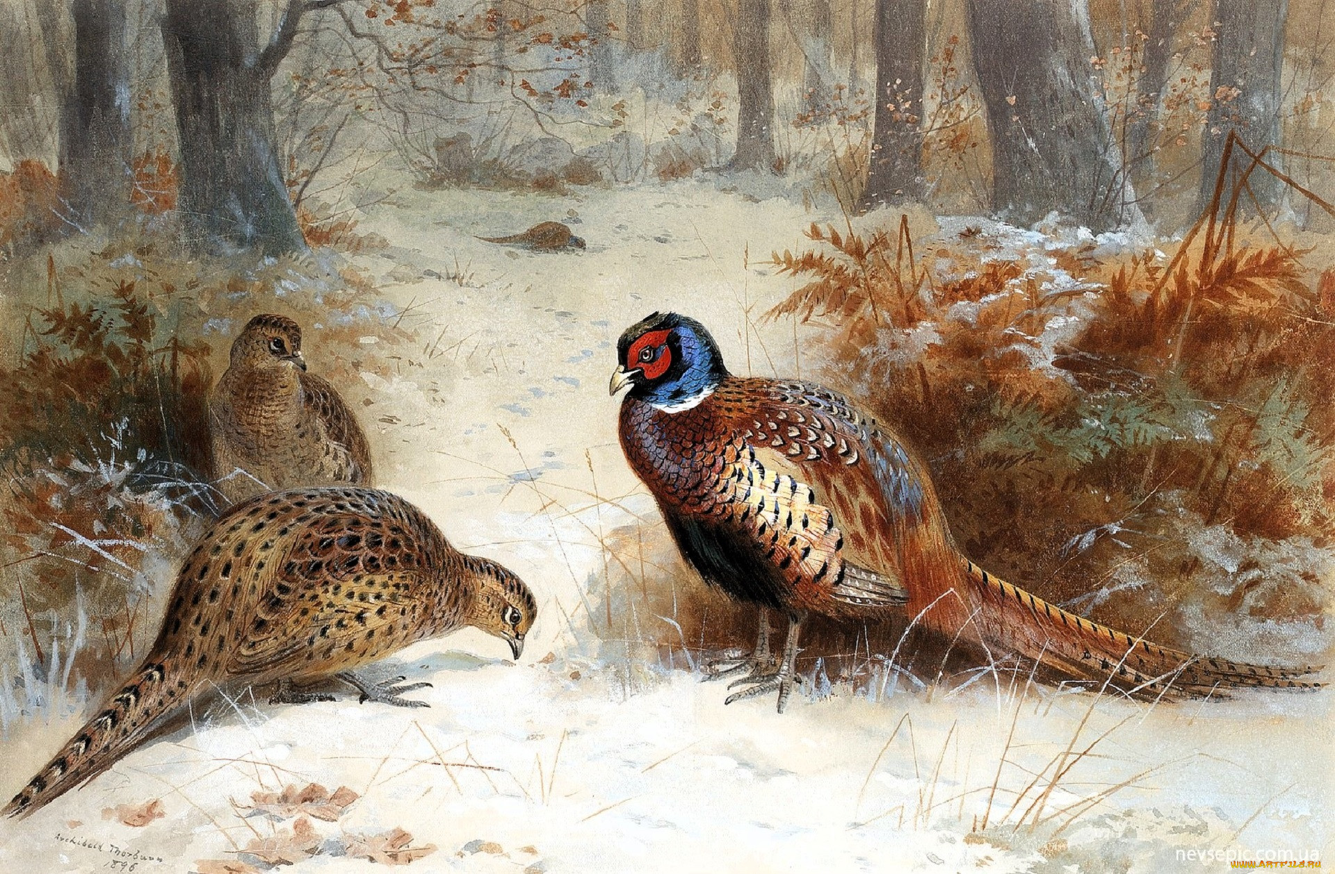 , archibald thorburn, , , , 